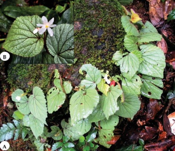 B. kinahimiae