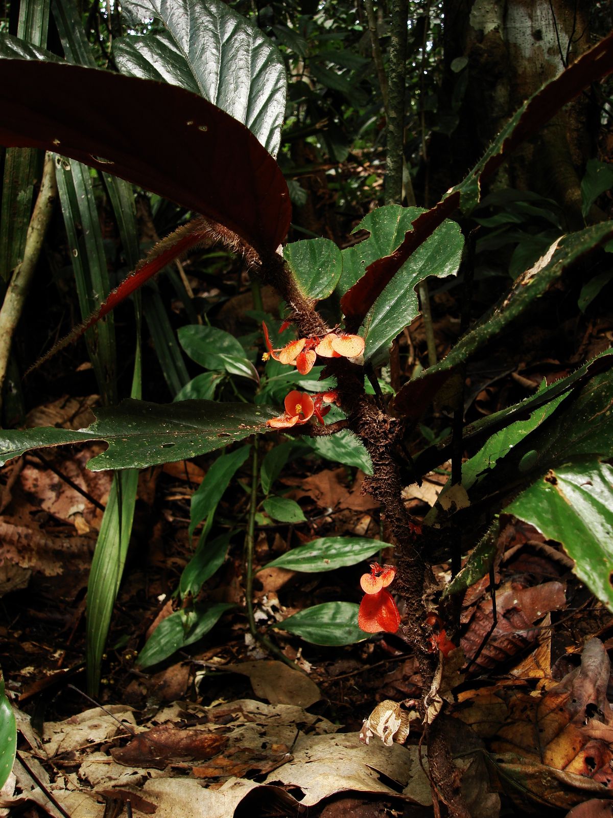 B. paracauliflora
