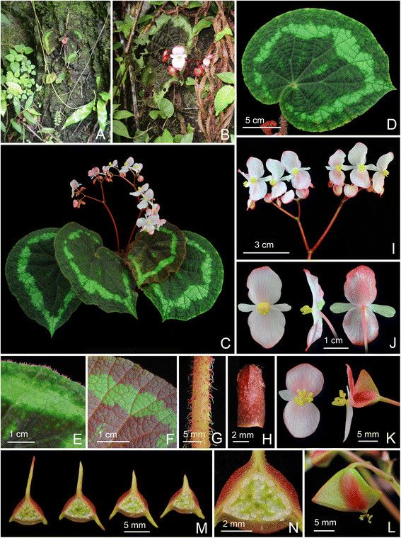 B. circularis
