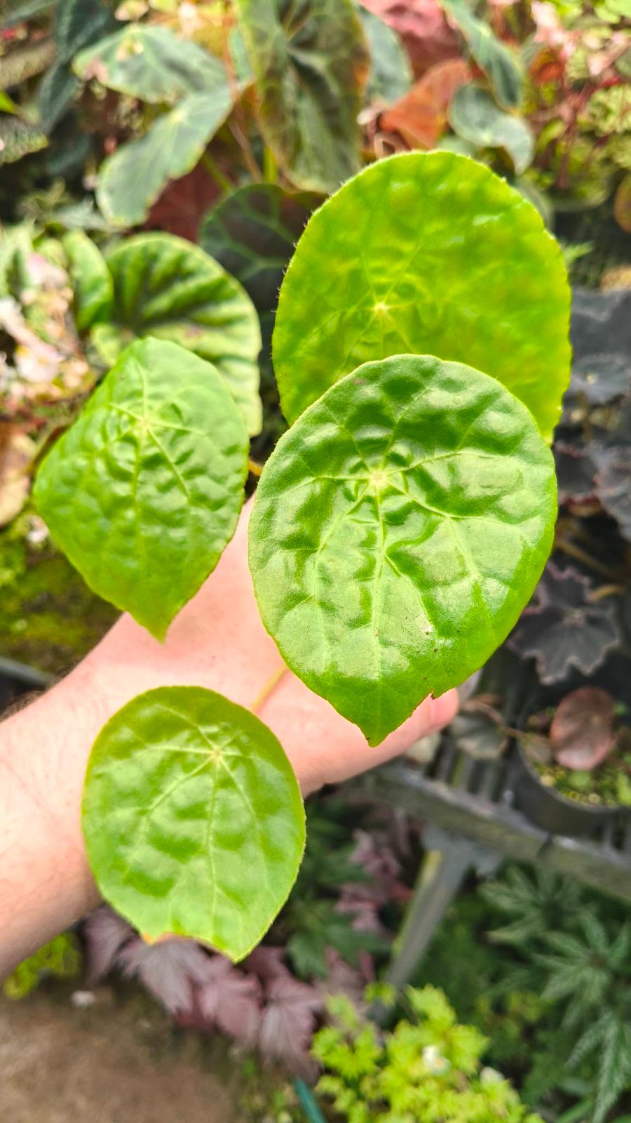 B. natunaensis subsp. natunaensis