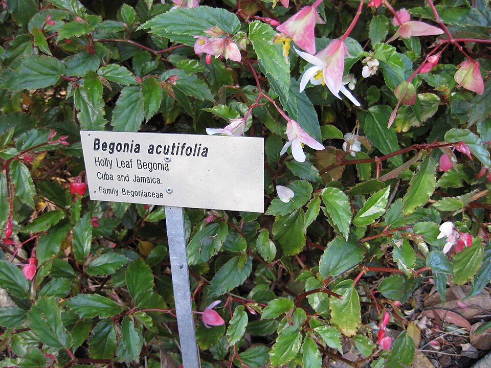 B. acutifolia