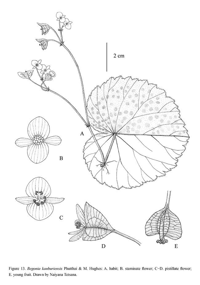 B. kanburiensis