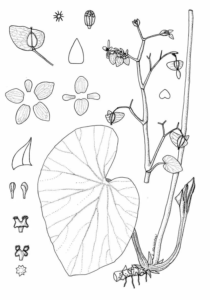 B. fragae