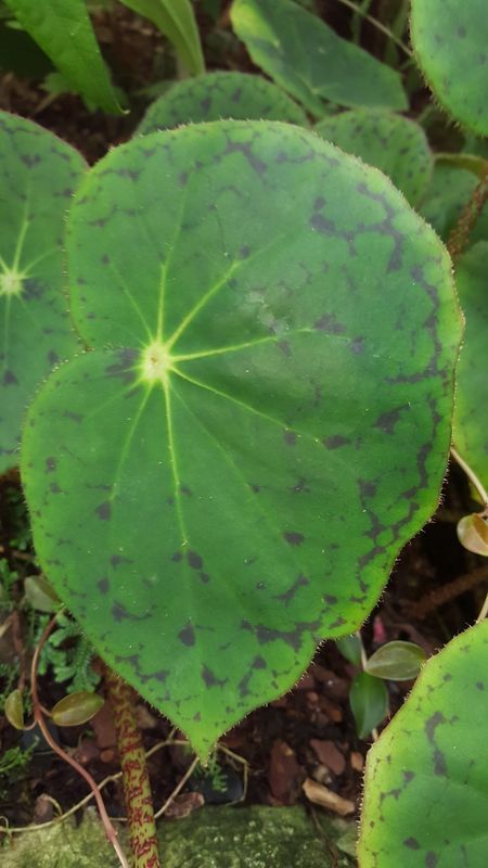 B. calzadae