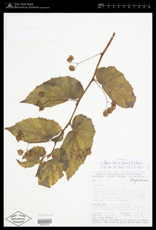 B. bernicei