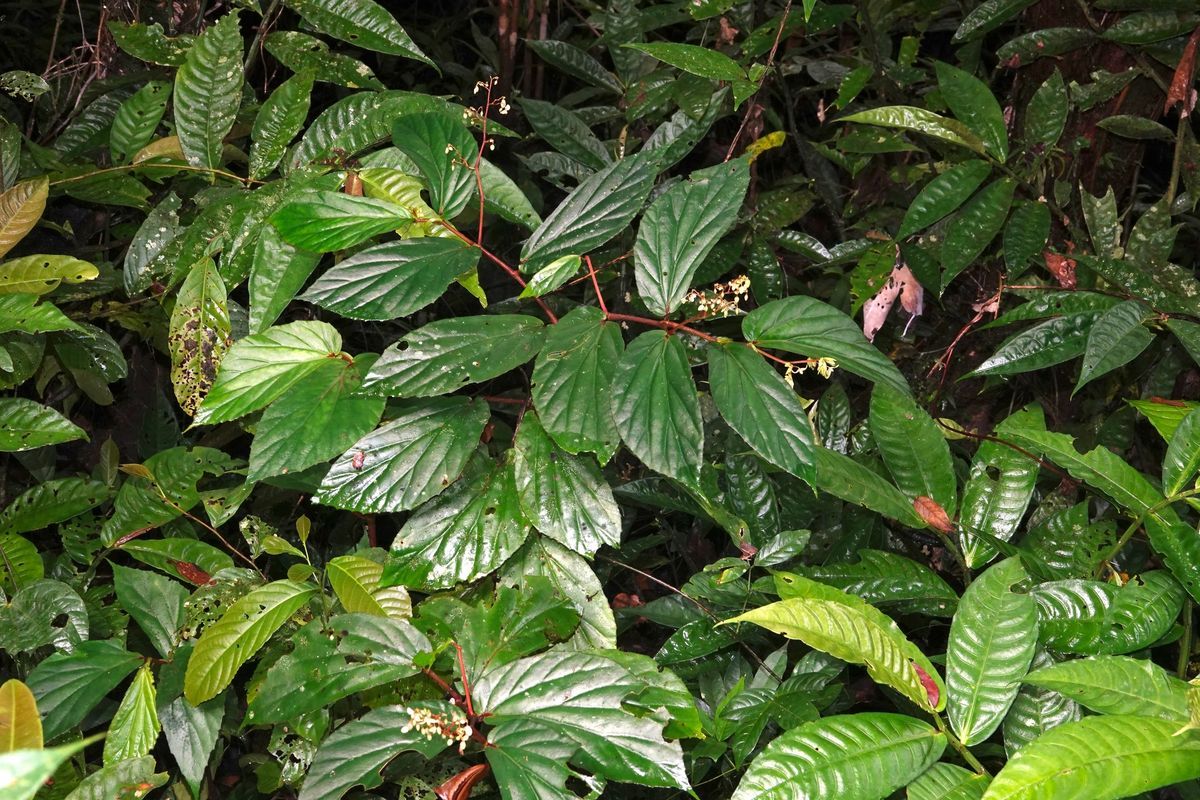 B. vulgaris