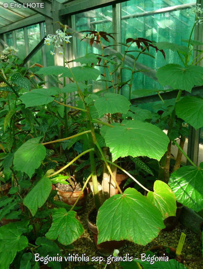 B. vitifolia var. grandis