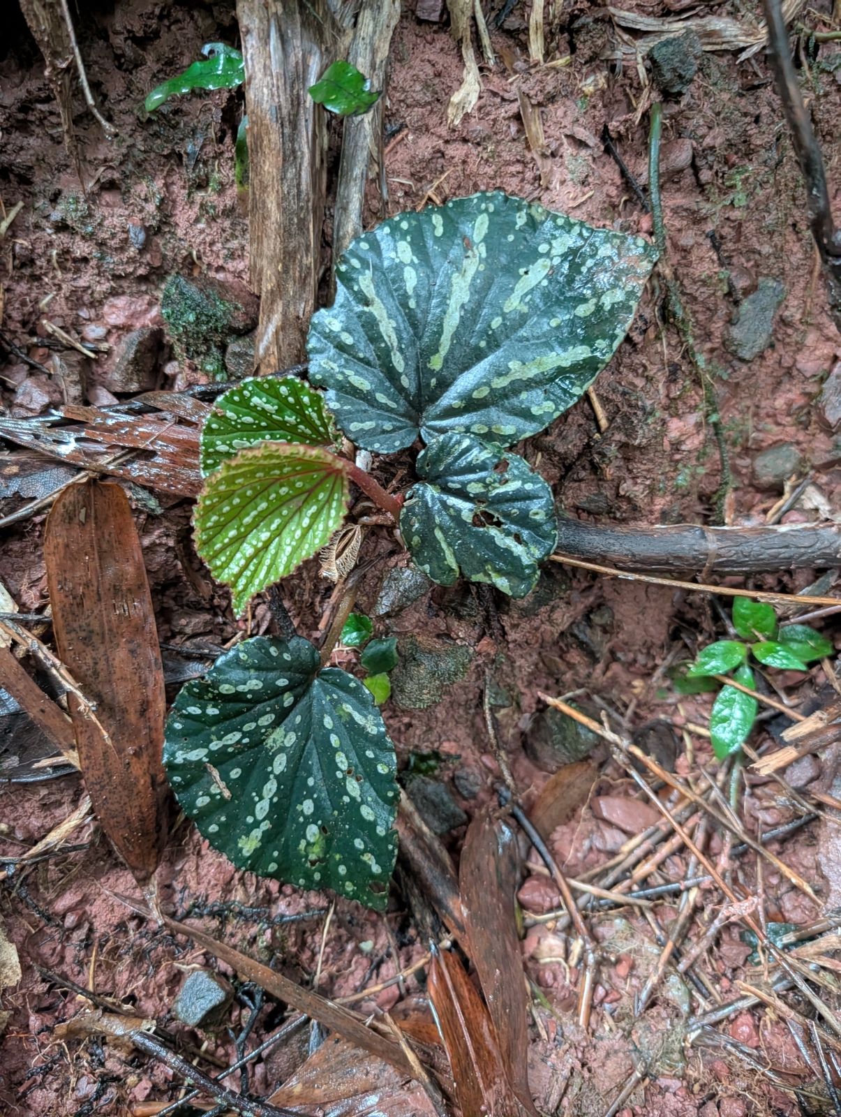 B. abbreviata