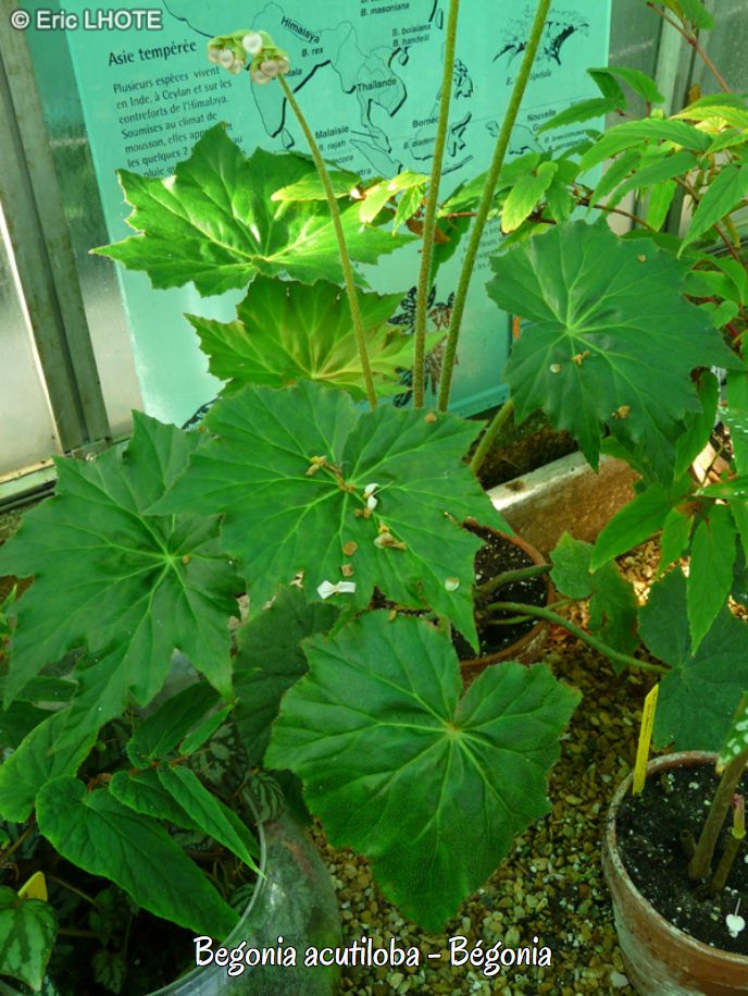 B. acutiloba