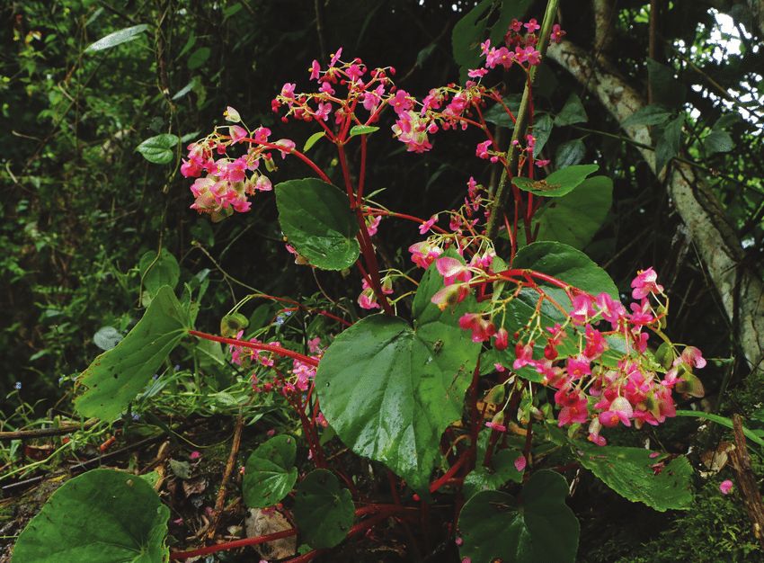 B. bhutanensis