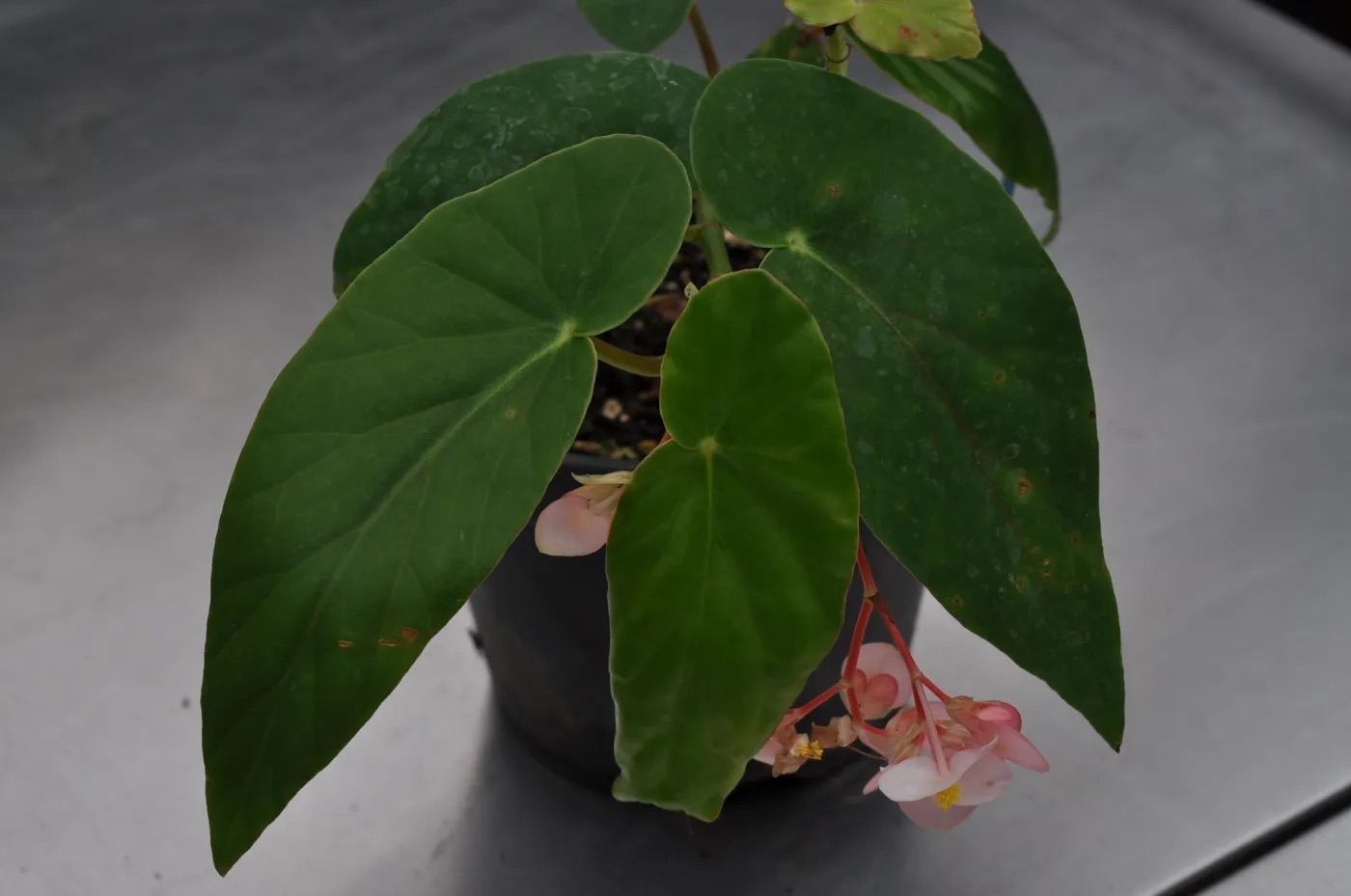 B. ‘Prince de Liege’