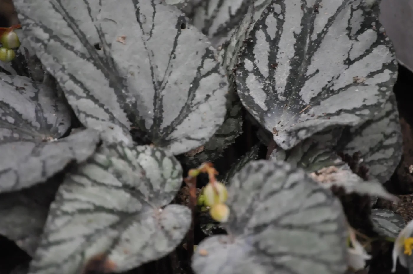 B. ‘Maori Haze’