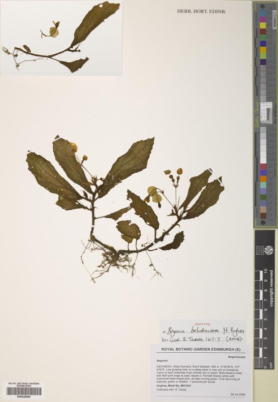 B. beludruvenea