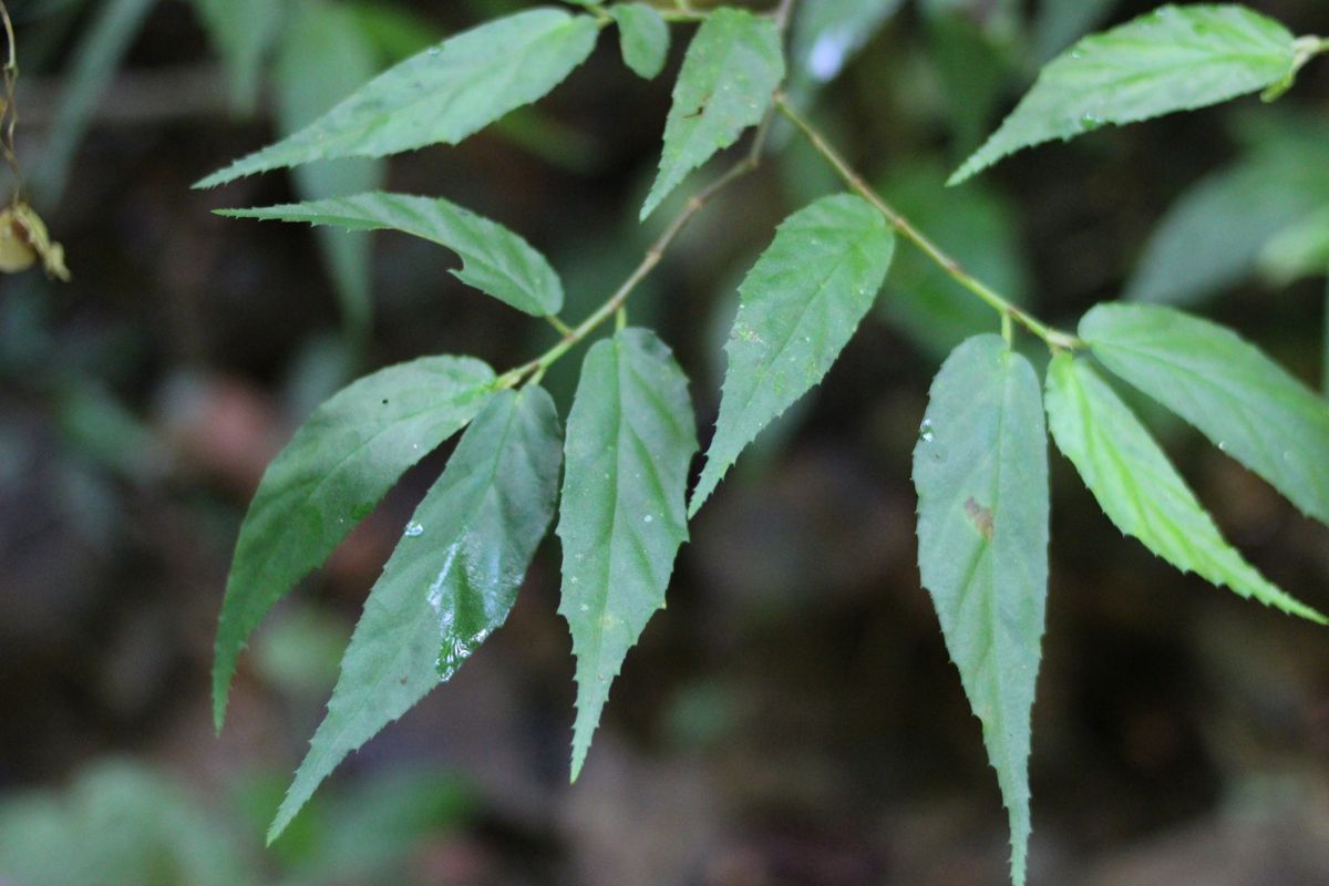 B. fuscocaulis