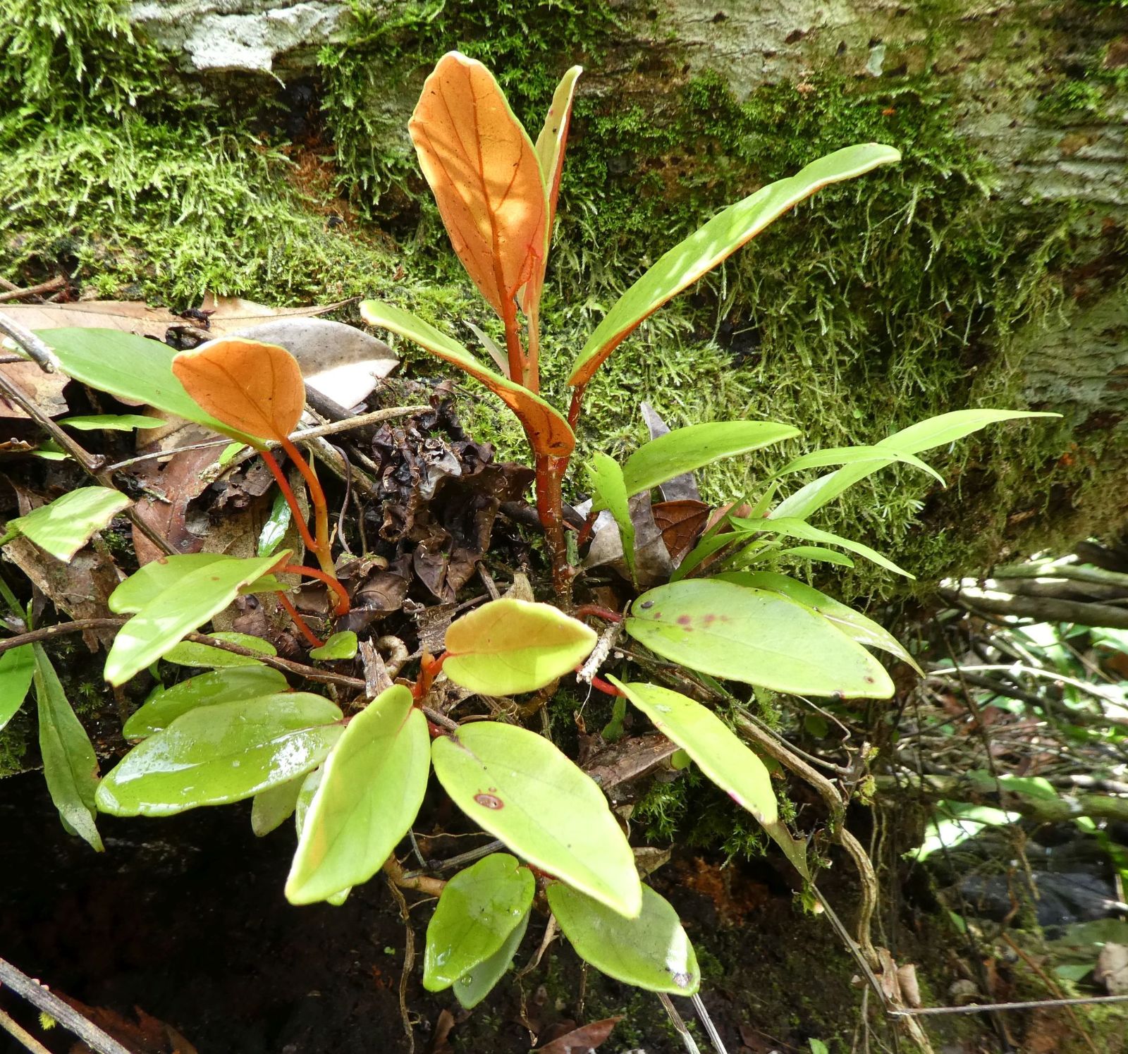 B. fusicarpa