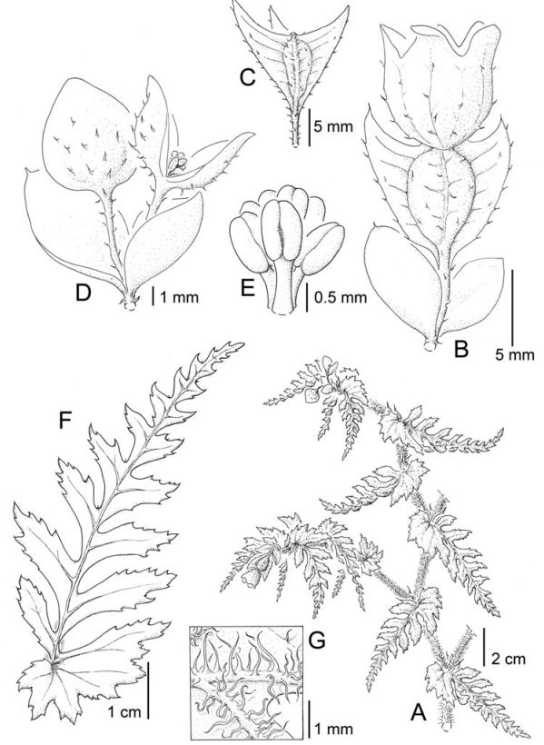 B. mimikaensis
