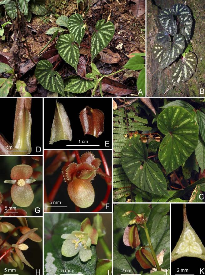 B. aiensis