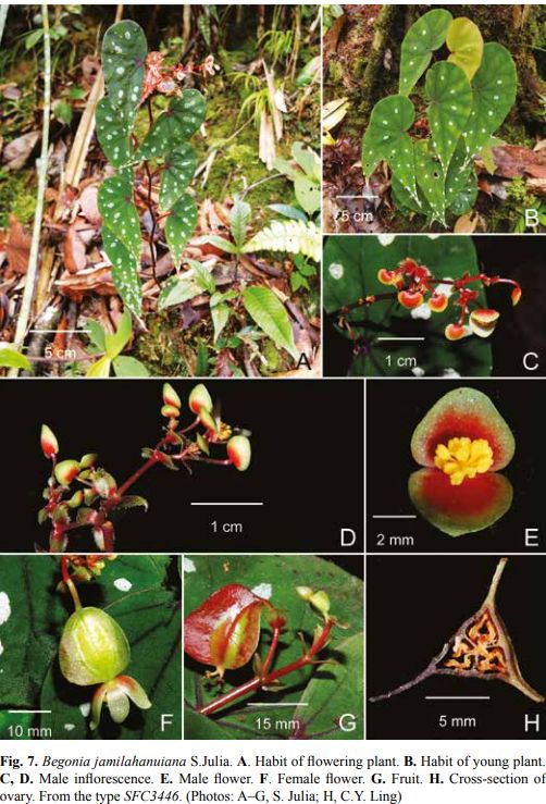 B. jamilahanuiana