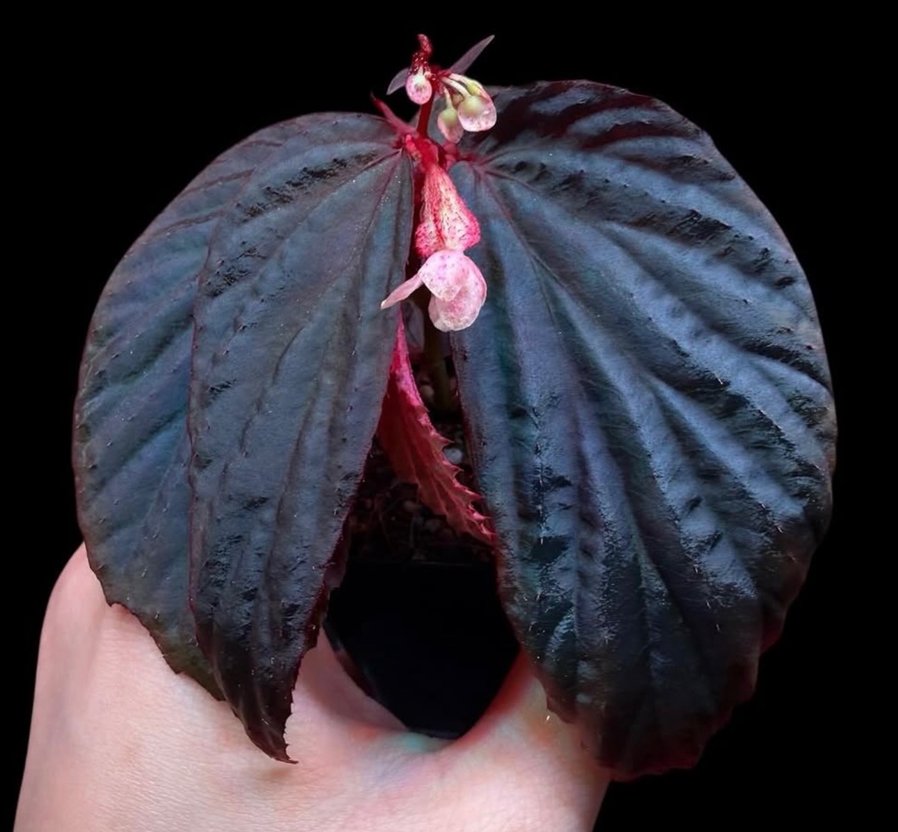 B. metallicolor