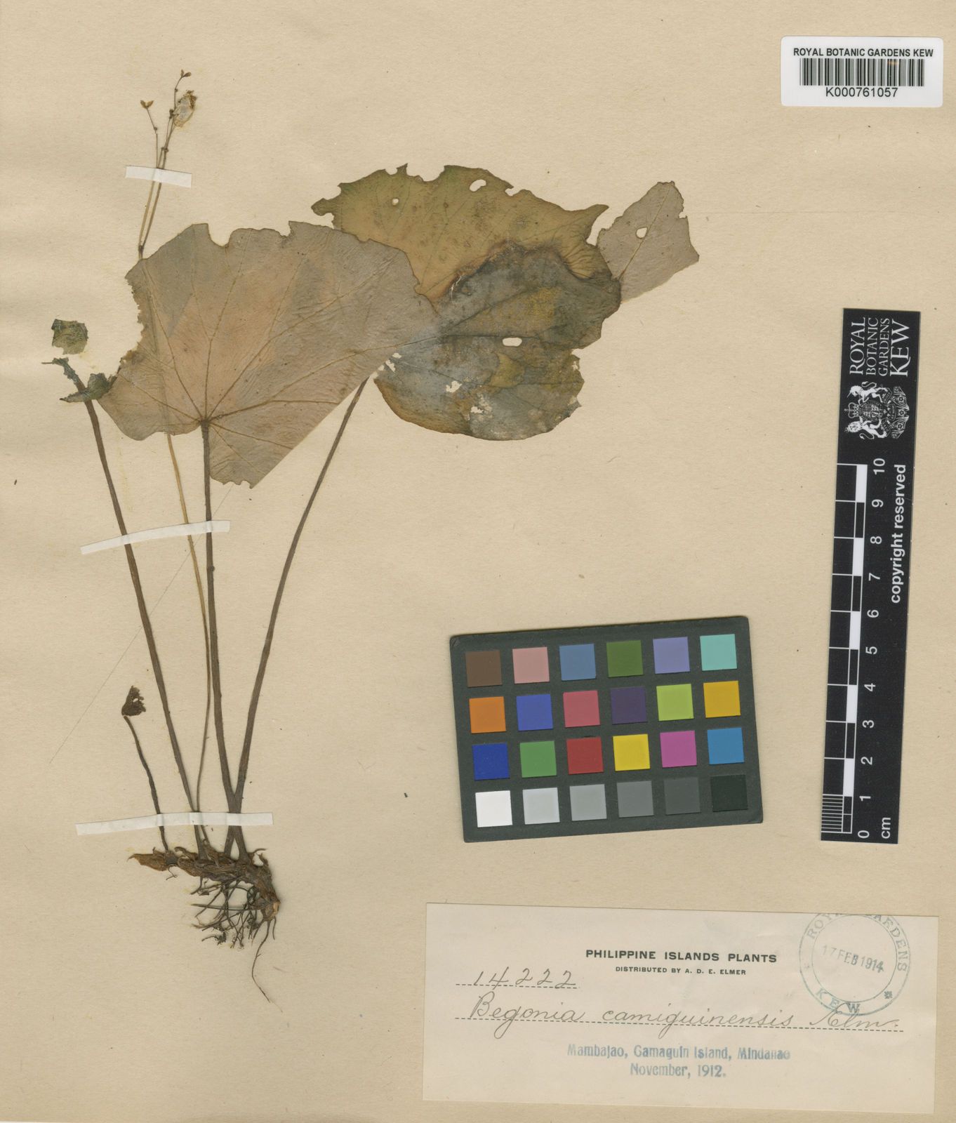 B. camiguinensis