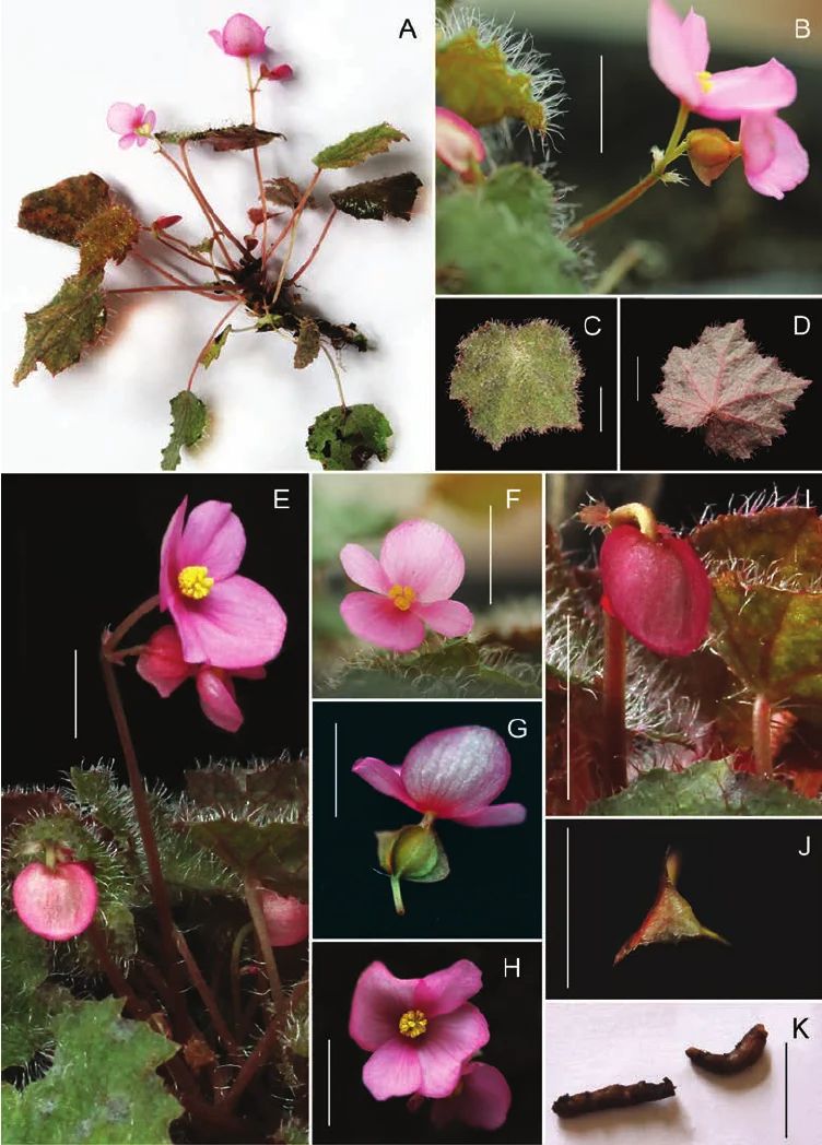 B. bimaensis