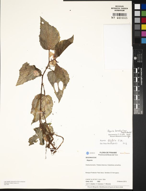 B. boreoharlingii