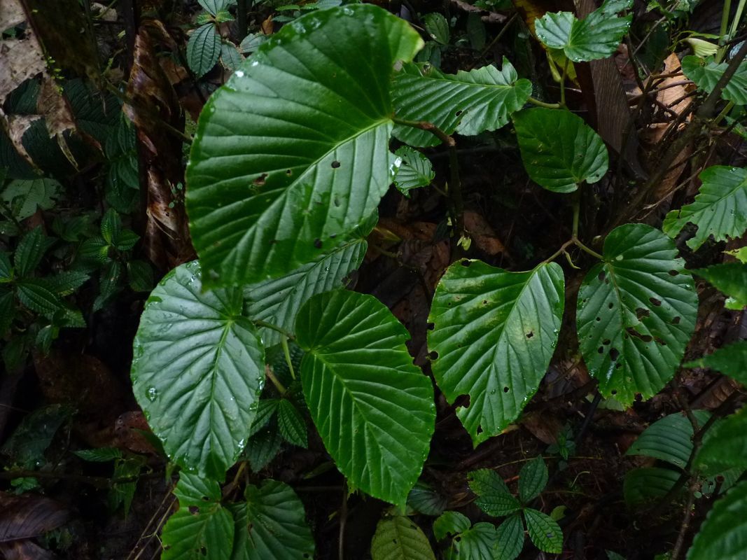 B. botryoides
