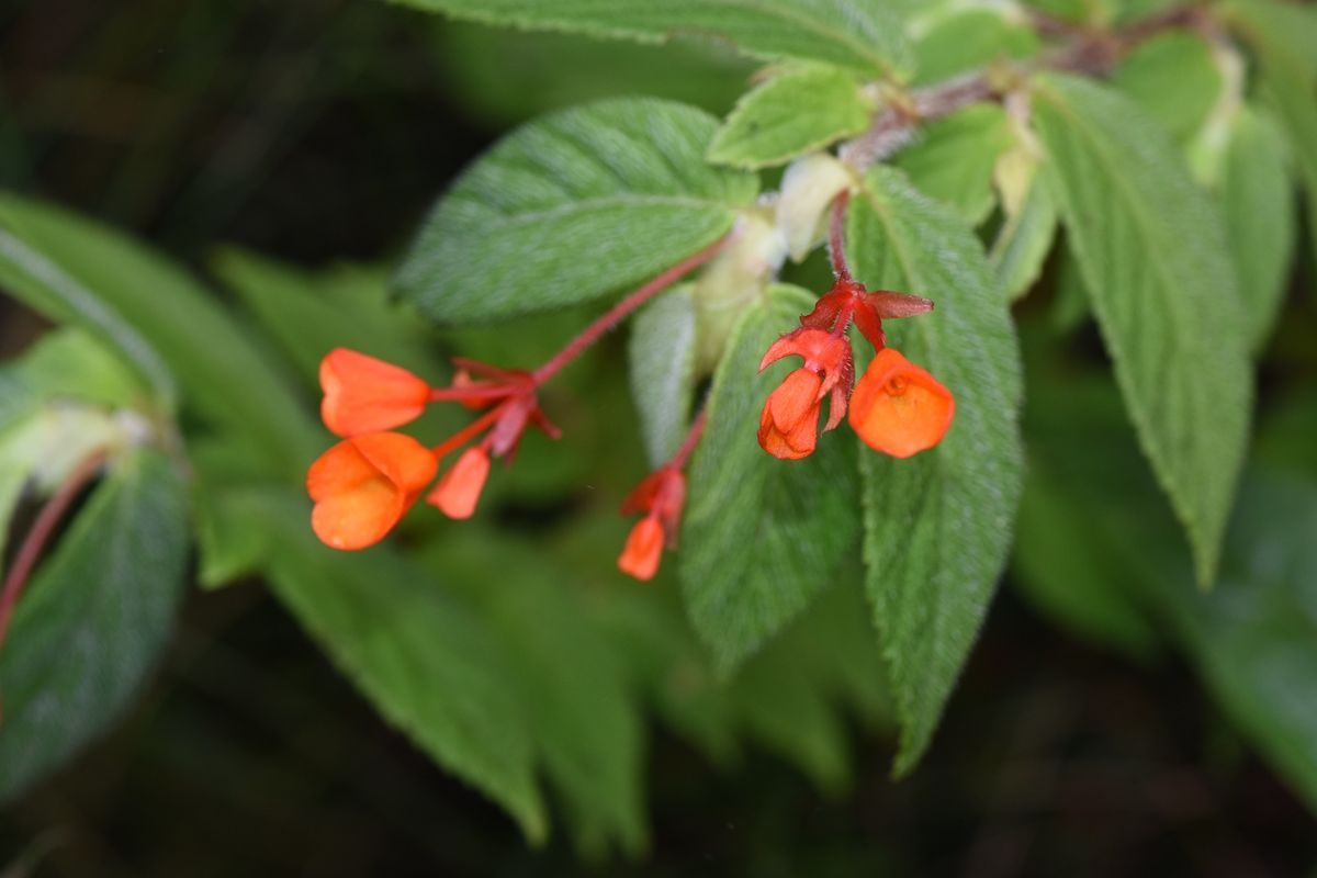 B. suaviola