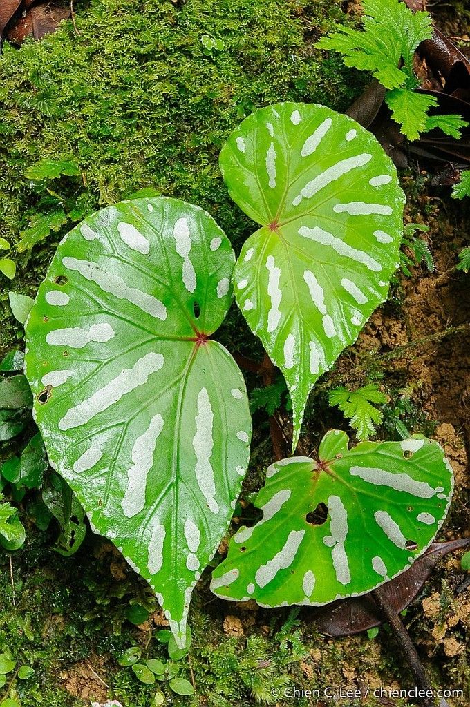 B. acidulenta