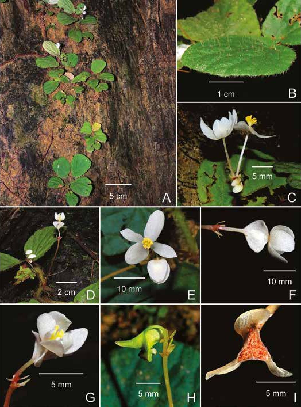 B. addrinii