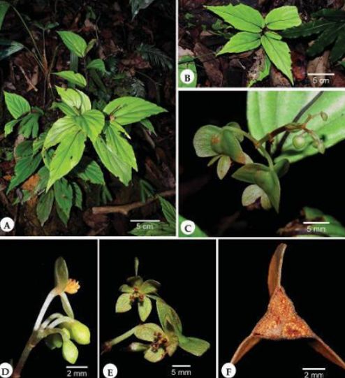 B. bayae