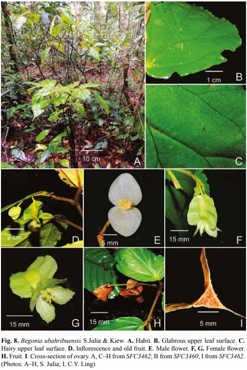 B. ubahribuensis