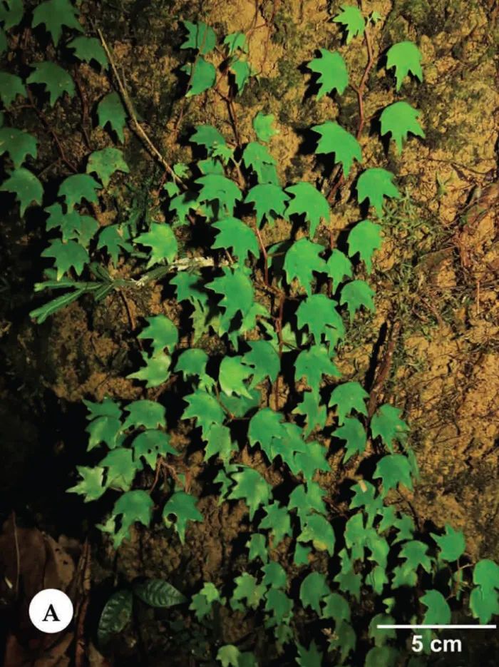 B. armykapii