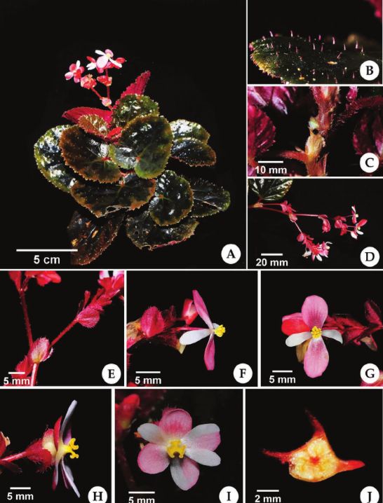 B. rubrobracteolata