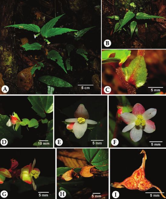 B. triangularis