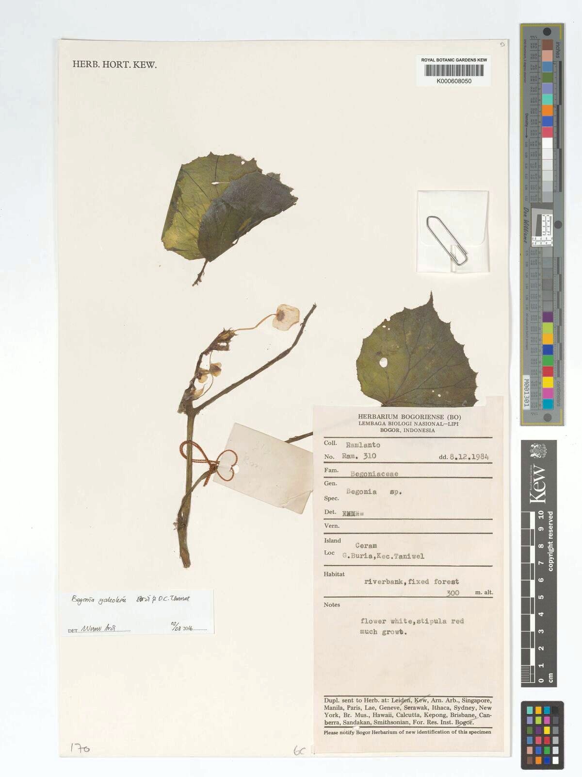 B. galeolepis