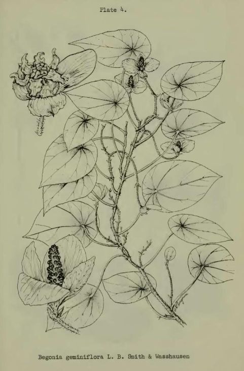 B. geminiflora