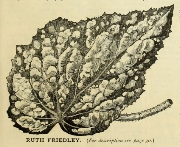 B. ‘Ruth Findlay’
