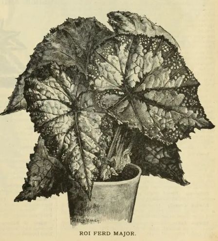 B. ‘Roi Ferd Major’