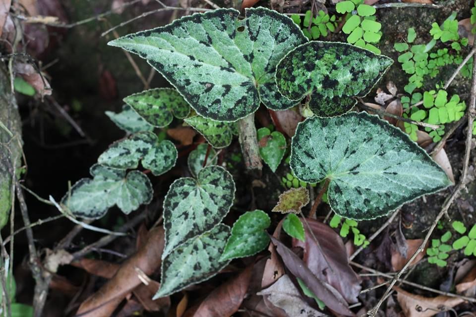 B. austrovietnamica