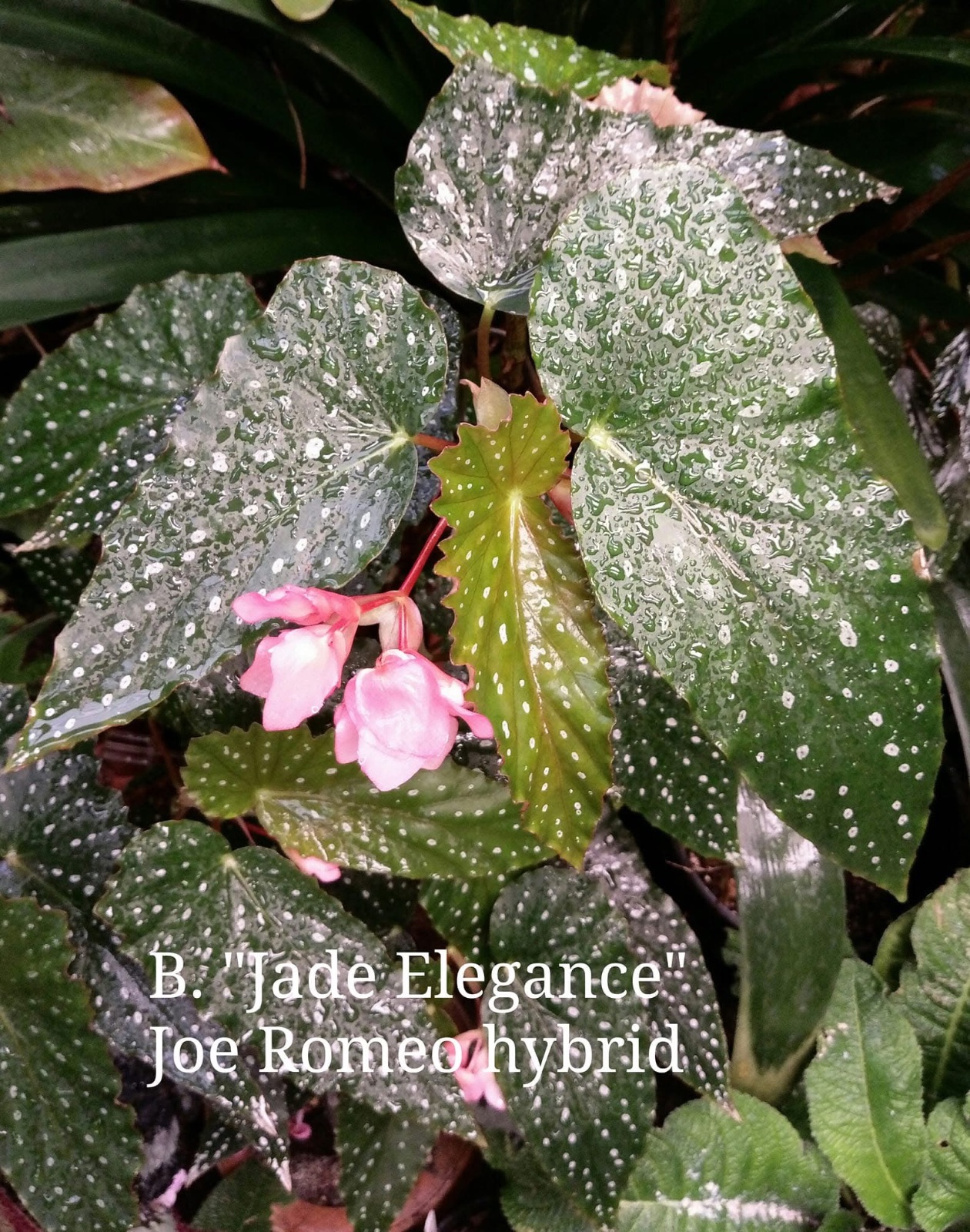 B. ‘Jade Elegance’