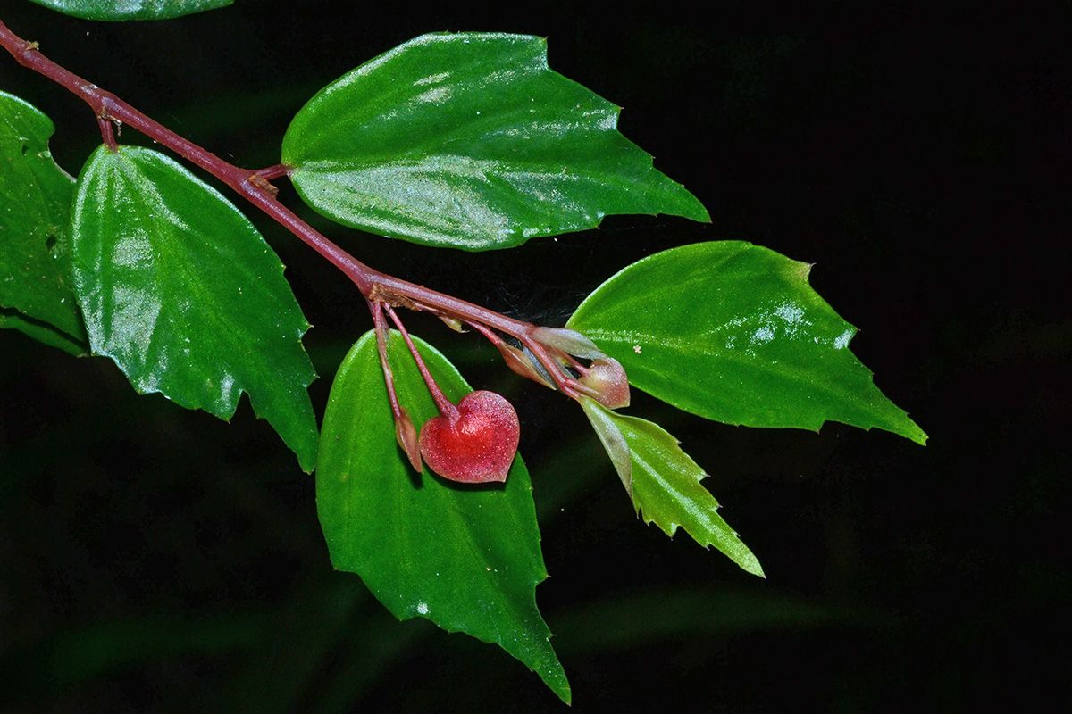 B. aequata