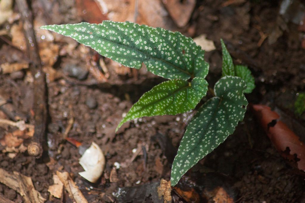 B. geoffrayi