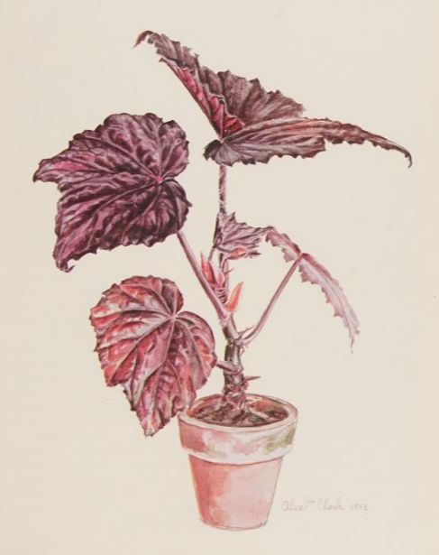 B. (dregei x 'Autumn')