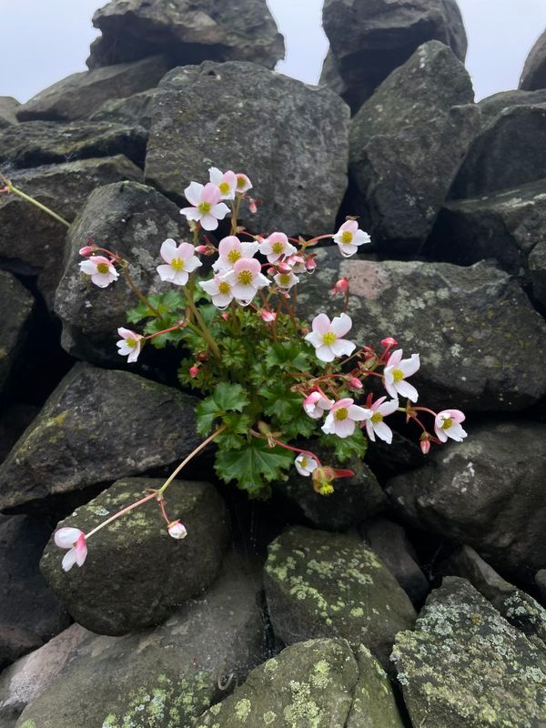 B. geraniifolia