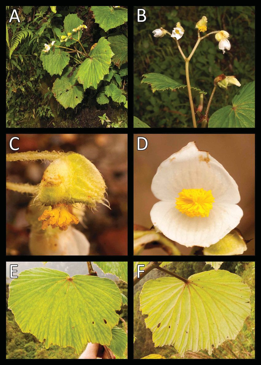 B. amoeboides