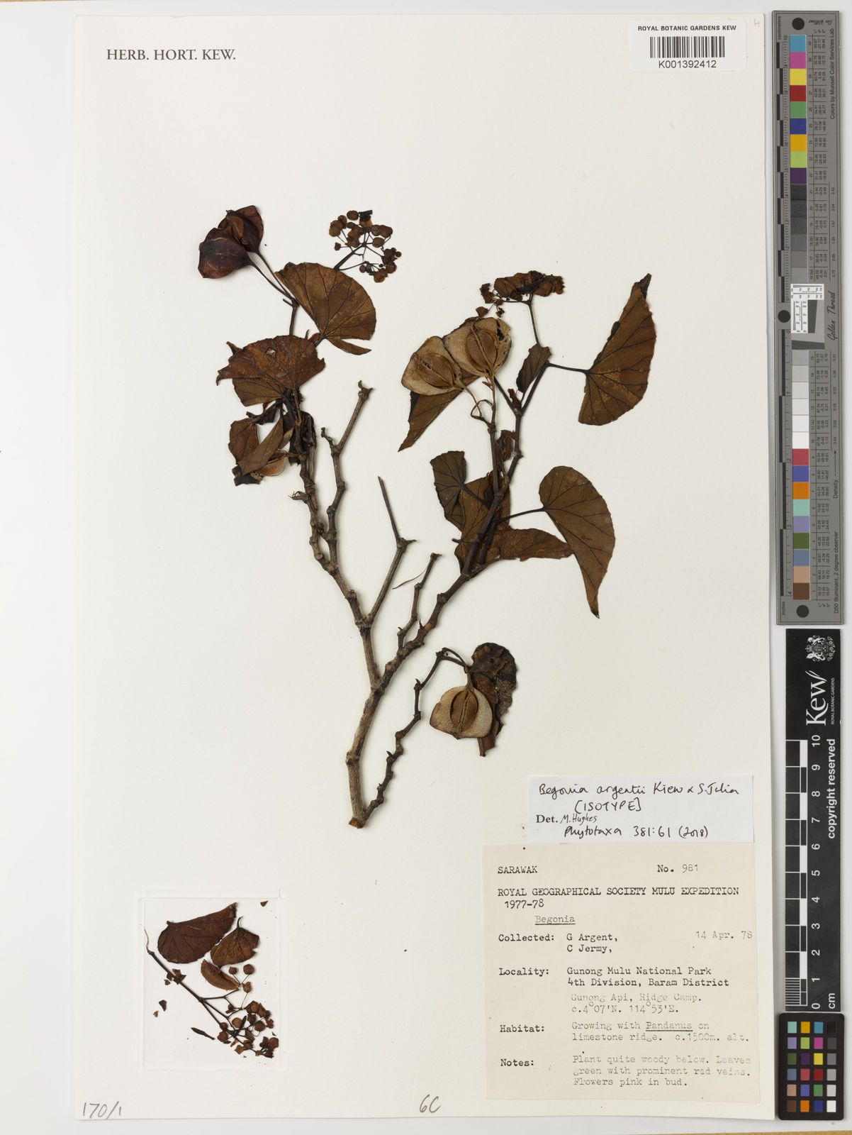 B. argentii