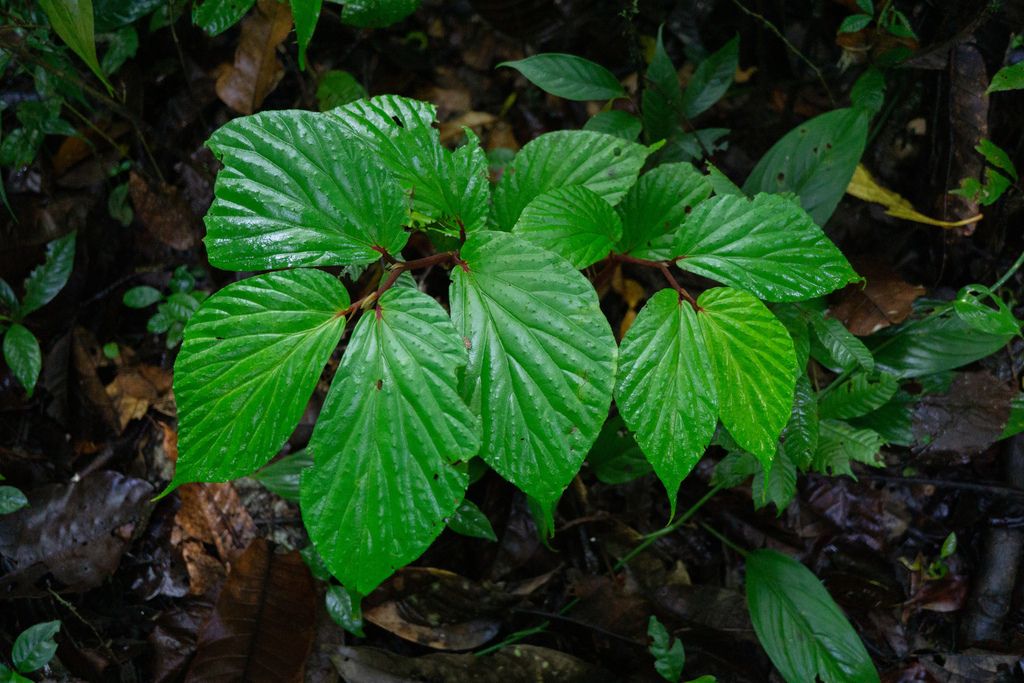 B. vulgarioides