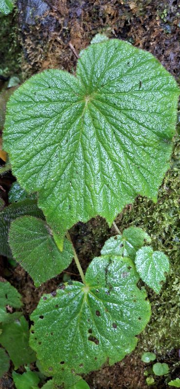 B. langenbergiana