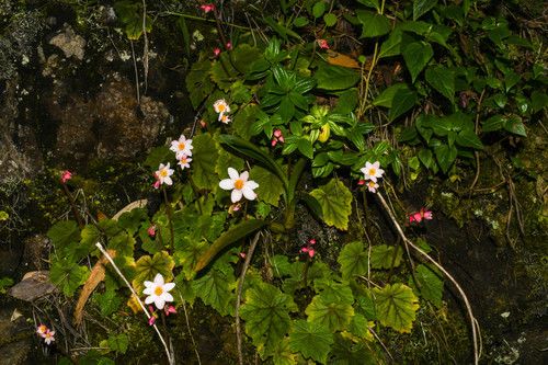 B. aequatorialis